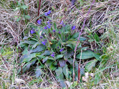 Pulmonaria longifolia