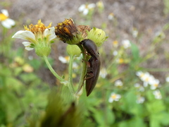 Diplostethus carolinensis