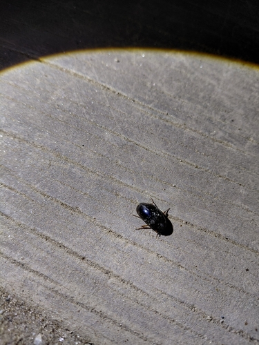 Sternolophus rufipes