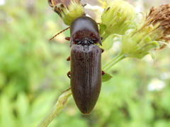 Diplostethus carolinensis