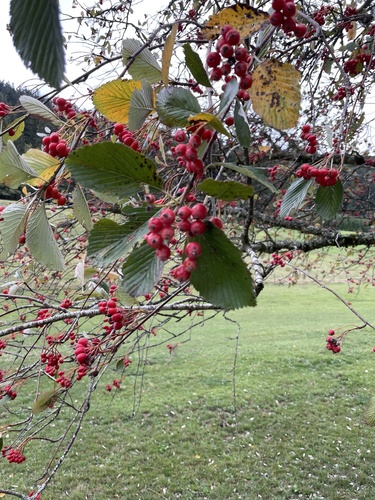 Whitebeam