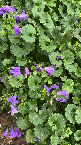 Dalmatian bellflower