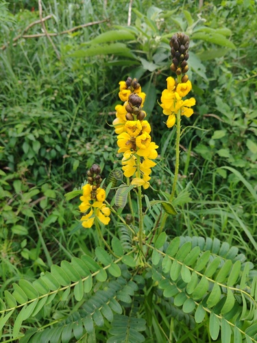 Senna didymobotrya observed 2026-10-07