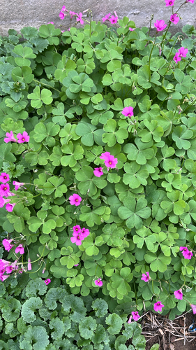 pink-sorrel