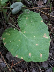 Puccinia