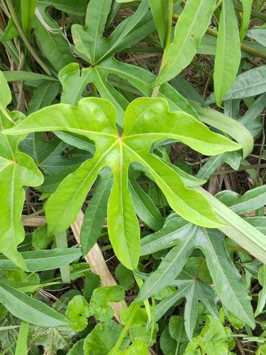Ipomoea mauritiana observed 2026-10-07