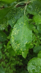 Eriophyes mali