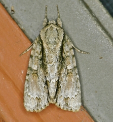 Acronicta connecta