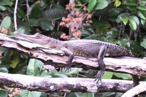 Central African slender-snouted crocodile