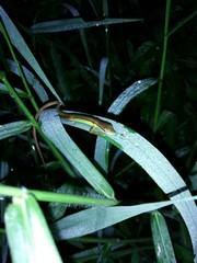 Takydromus sexlineatus