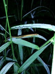 Takydromus sexlineatus