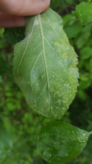 Eriophyes mali
