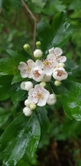 Crataegus