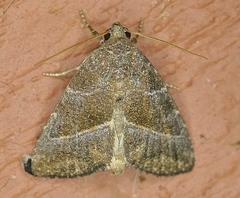 Ogdoconta altura