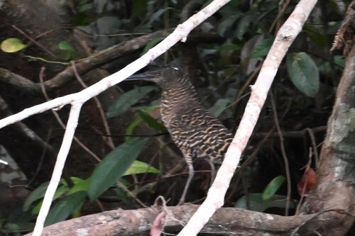 White-crested Tiger-Heron