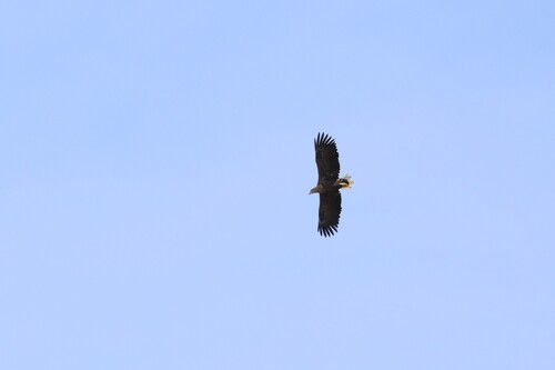 White-tailed Eagle