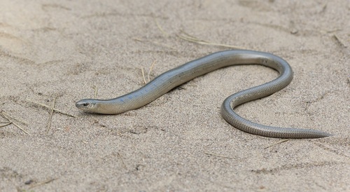 Eastern Slowworm, Тукаевский р-н, Респ. Татарстан, Россия, photo 8 of 10