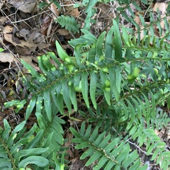 Taphrina polystichi