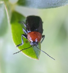 Cryptocephalus sanguinicollis