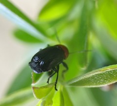 Cryptocephalus sanguinicollis