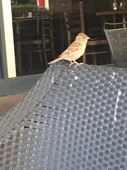 Passer domesticus