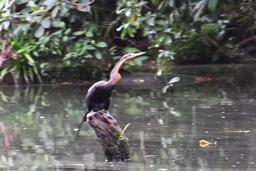 African Darter
