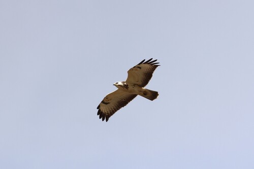 Common Buzzard