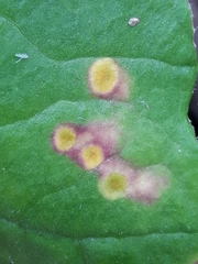 Puccinia