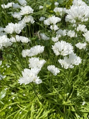 Allium zebdanense