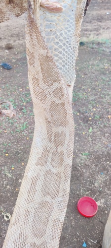 Indian Python