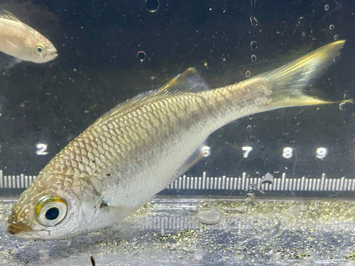 Kuhlia marginata observed 2026-10-08