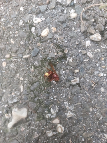 Oriental Hornet
