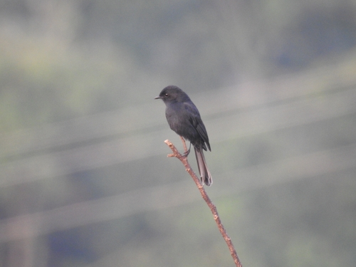 iNaturalist image