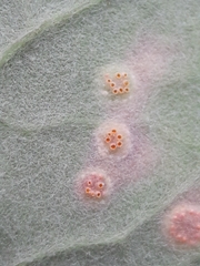 Puccinia
