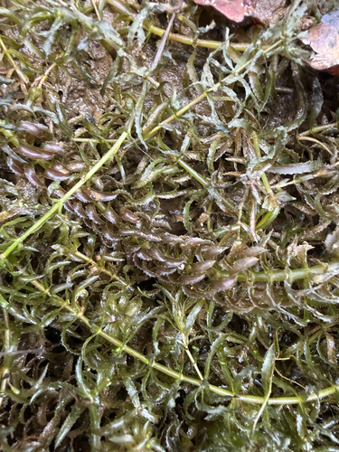 Hydrilla verticillata observed 2026-10-04