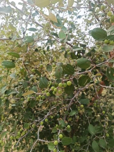 Ziziphus mauritiana observed 2026-10-09