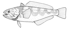 Maori Cod photo 2