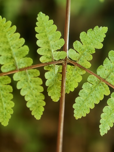 Cornopteris, 2026-09-22