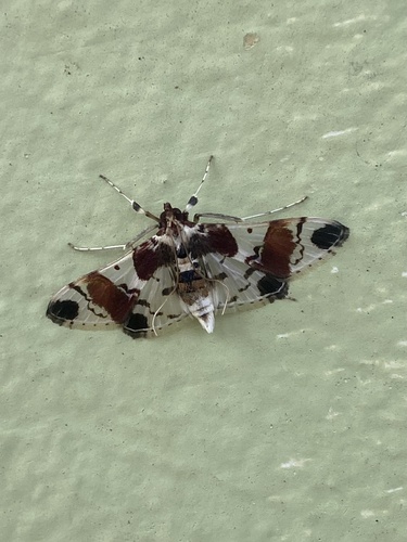 Syngamilyta pretiosalis