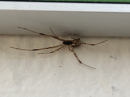 Brown Widow