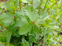Hypericum maculatum