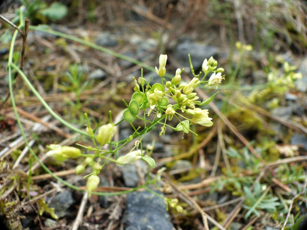 Biscutella pichiana