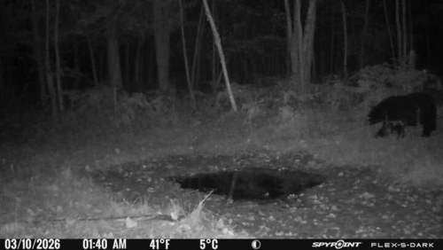 Black Bear sighting near Sudbury