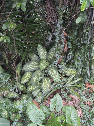 tuftroot