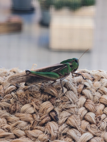 Migratory Locust
