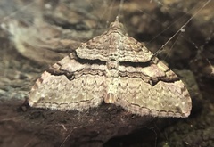 Xanthorhoe defensaria