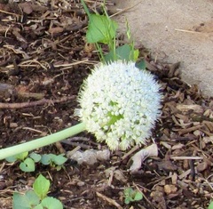 Allium cepa