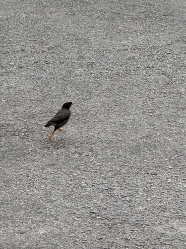 Javan Myna