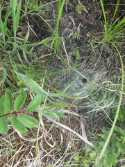 Agelena labyrinthica