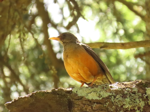 iNaturalist image